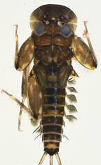 Compsoneuria bequaerti