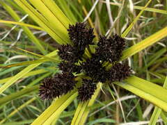 Cyperus ustulatus