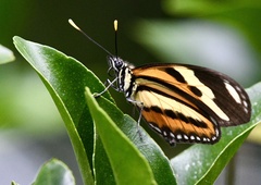 Heliconiini