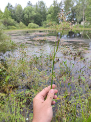 Scirpus radicans