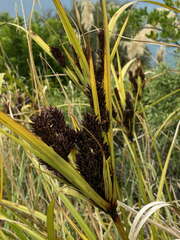 Cyperus ustulatus