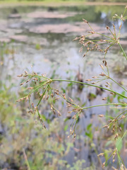 Scirpus radicans