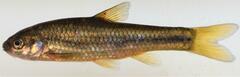 Enteromius anoplus