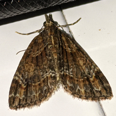 Microdes diplodonta