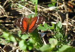Anartia amathea