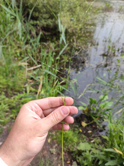 Glyceria notata