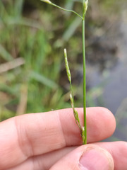 Glyceria notata