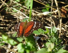 Anartia amathea