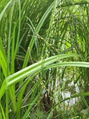 Glyceria notata