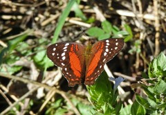 Anartia amathea