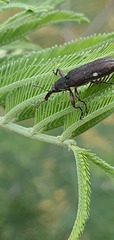 Rhinotia bimaculata