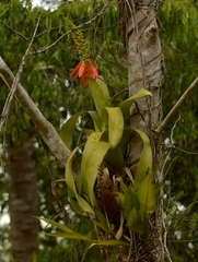 Aechmea mertensii