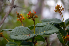 Palicourea rigida