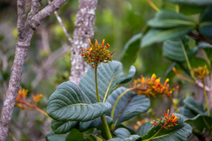 Palicourea rigida