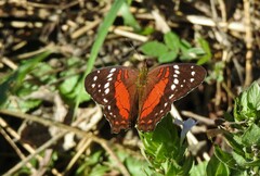 Anartia amathea