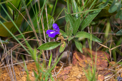 Periandra mediterranea