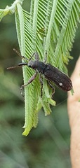 Rhinotia bimaculata