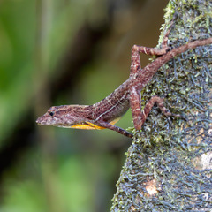 Anolis polylepis