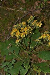 Rumfordia floribunda