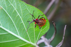 Menenotus