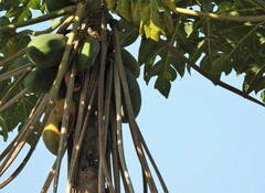 Carica papaya