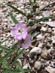 Sphaeralcea angustifolia