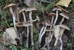 Cortinarius flexipes