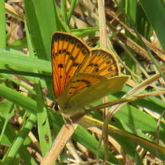 Lycaena