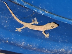 Hemidactylus garnotii