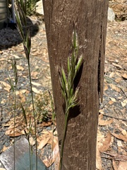 Rytidosperma caespitosum