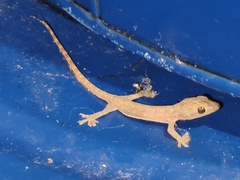 Hemidactylus garnotii