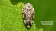 Nakaharanus sagittarius