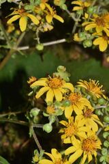 Rumfordia floribunda