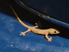 Hemidactylus garnotii