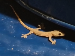 Hemidactylus garnotii