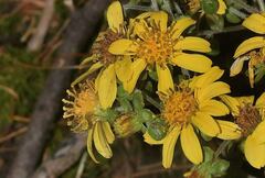 Rumfordia floribunda