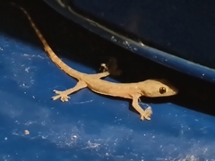 Hemidactylus garnotii