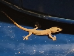 Hemidactylus garnotii