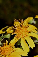 Rumfordia floribunda