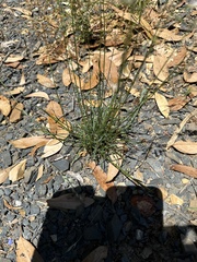 Rytidosperma caespitosum