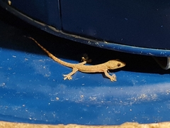 Hemidactylus garnotii