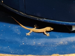 Hemidactylus garnotii