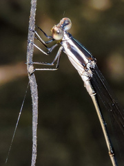 Mecistogaster ornata