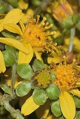 Rumfordia floribunda