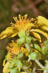 Rumfordia floribunda