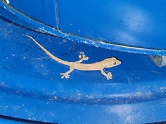 Hemidactylus garnotii