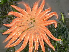 Pycnopodia helianthoides