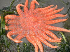 Pycnopodia helianthoides