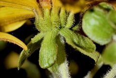 Rumfordia floribunda