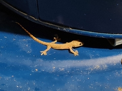 Hemidactylus garnotii